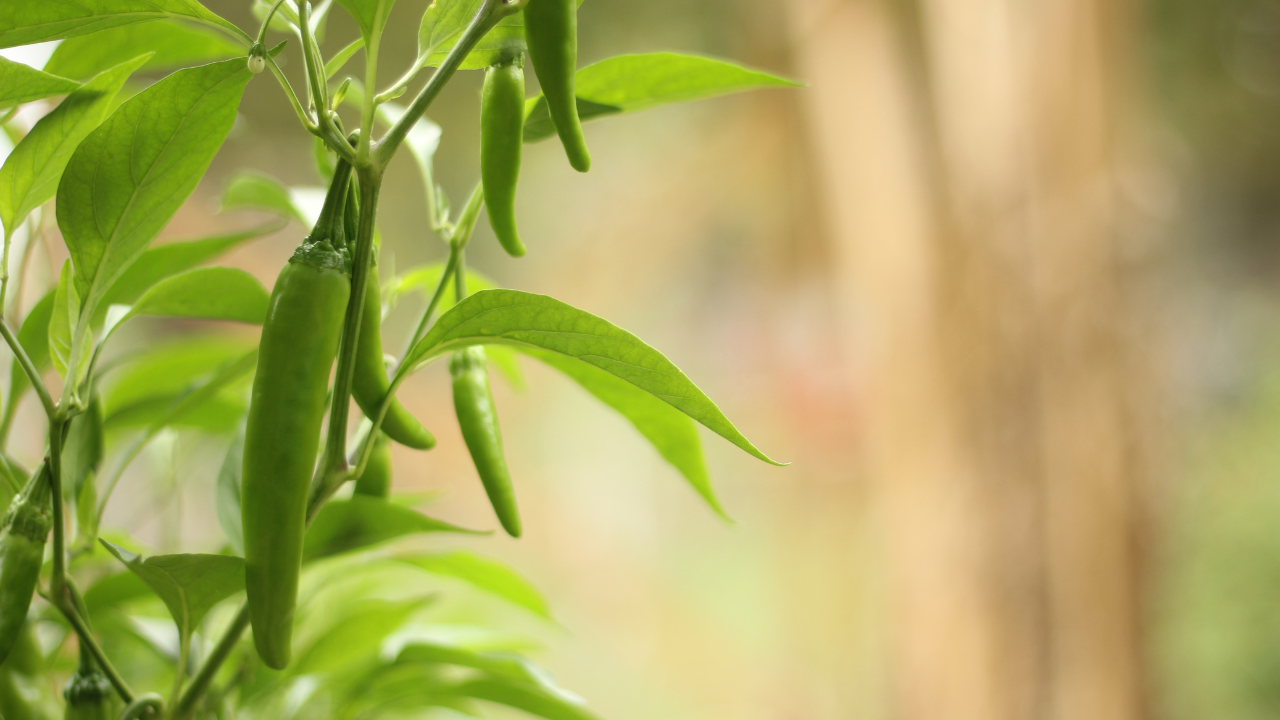 Jalapeño Plant Seeds